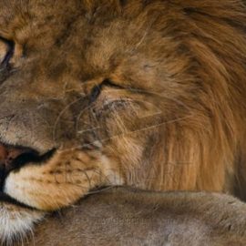 sleeping_Lion_by_oetzy