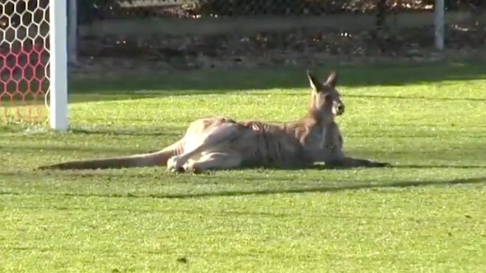 Kangaroo pitch invader causes havoc at Australian football match