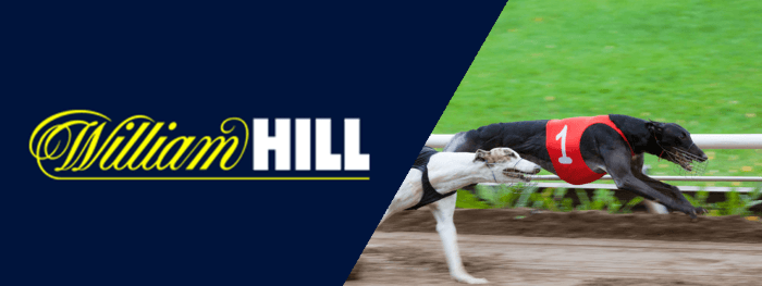 william hill greyhounds
