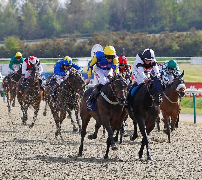 northumberland plate betting trends
