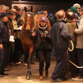 kentucky derby auction