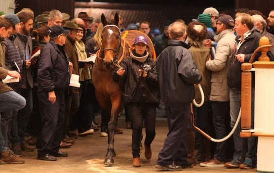 kentucky derby auction